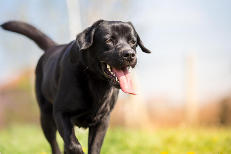 Black labrador running