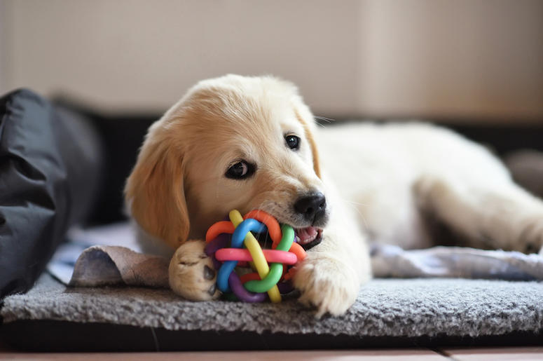 puppy puppy