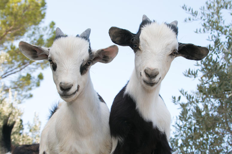 baby goats baby goats
