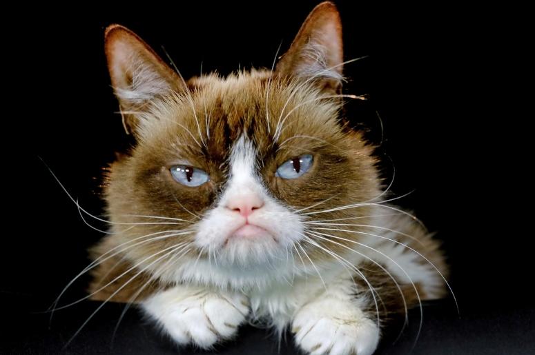 Grumpy Cat