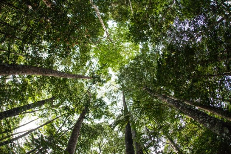 canopy of trees