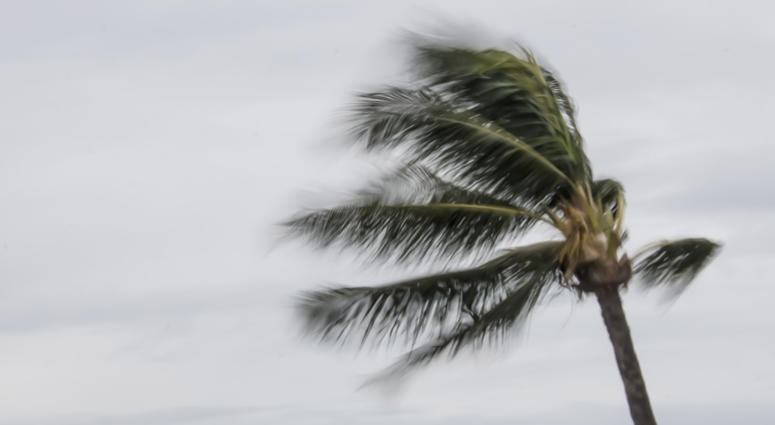 palm tree swaying in the wind