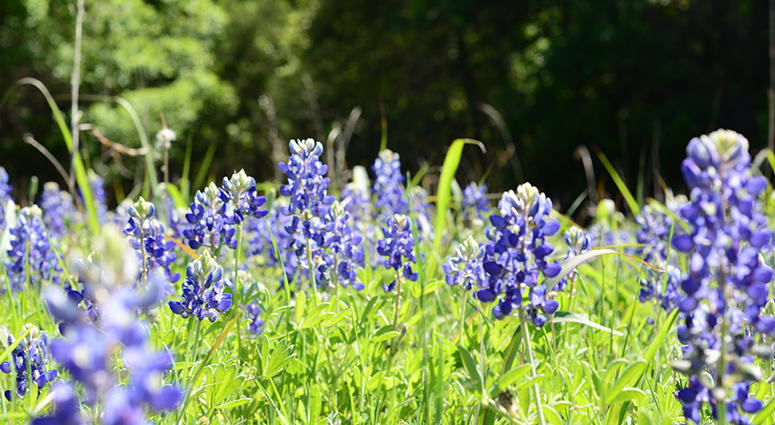Bluebonnets Bluebonnet