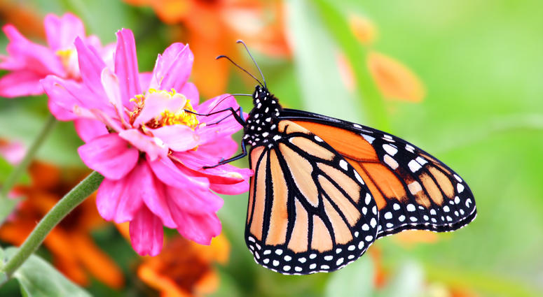 Monarch Butterfly Monarch Butterfly