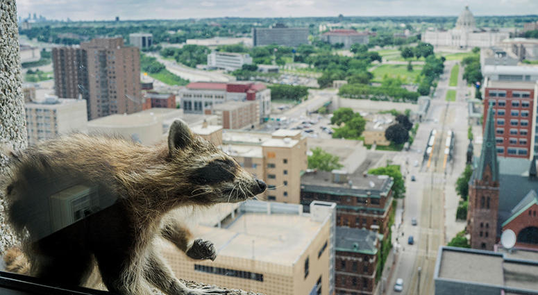 Raccoon Raccoon