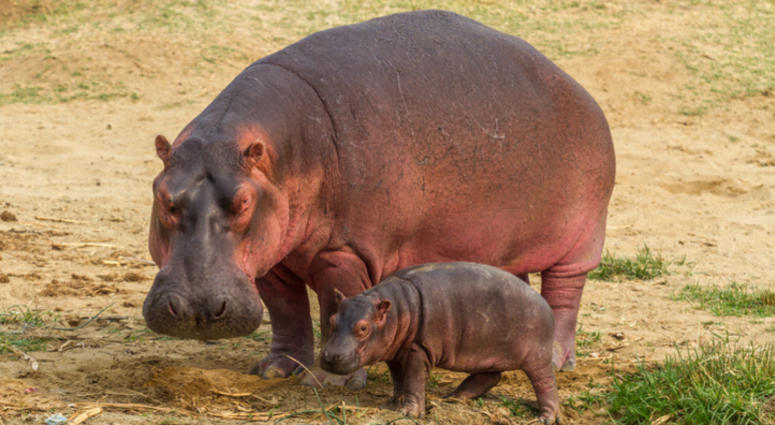 Hippo with baby hippo Hippo with baby hippo