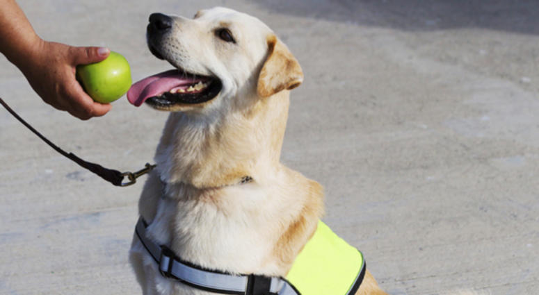 Service Dog Service Dog