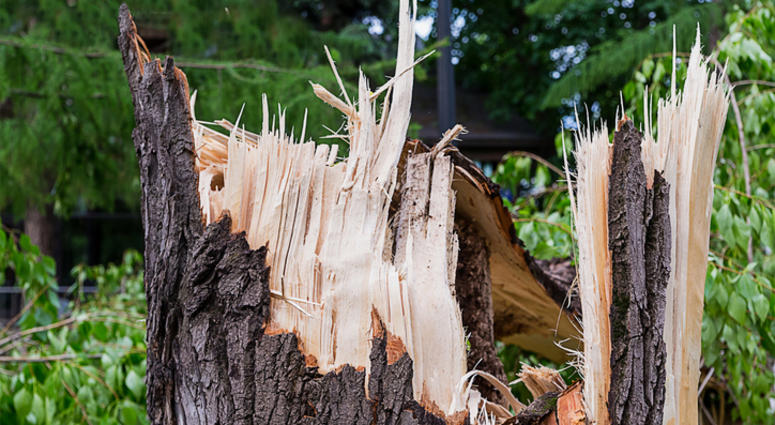 Storm Damage, Broken Tree Storm Damage, Broken Tree
