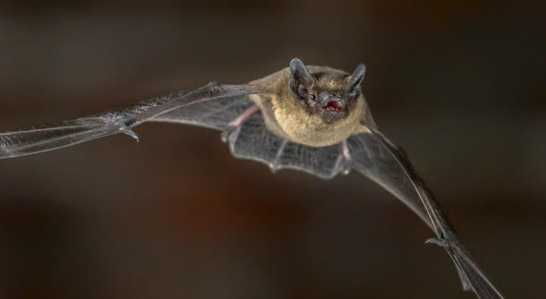 Flying Pipistrelle bat Flying Pipistrelle bat