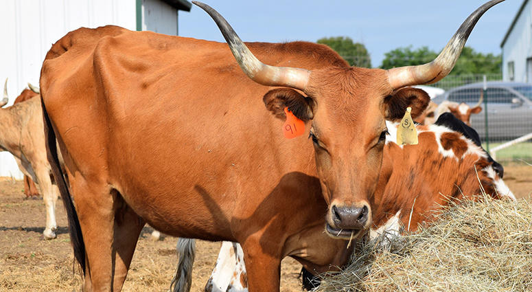 Longhorn Cattle Longhorn Cattle