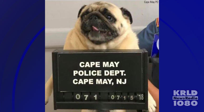 Pug Mug Pug Mug