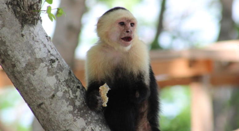 Man arrested with capuchin monkey Man arrested with capuchin monkey