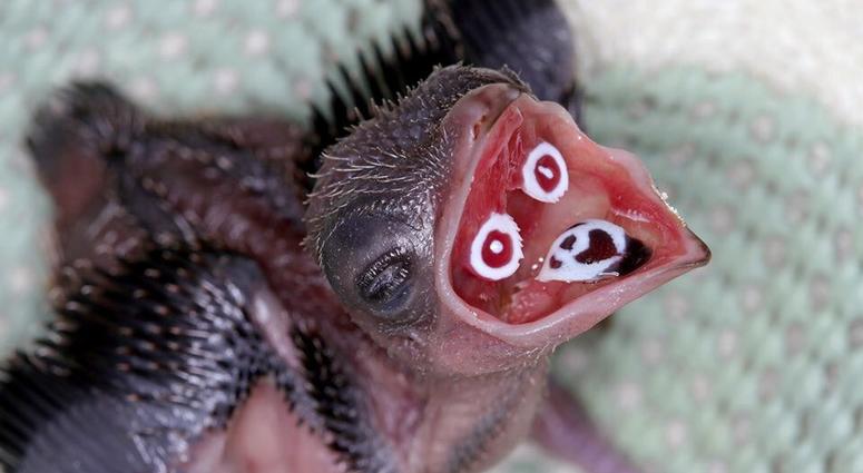 crested cuoa chick crested cuoa chick