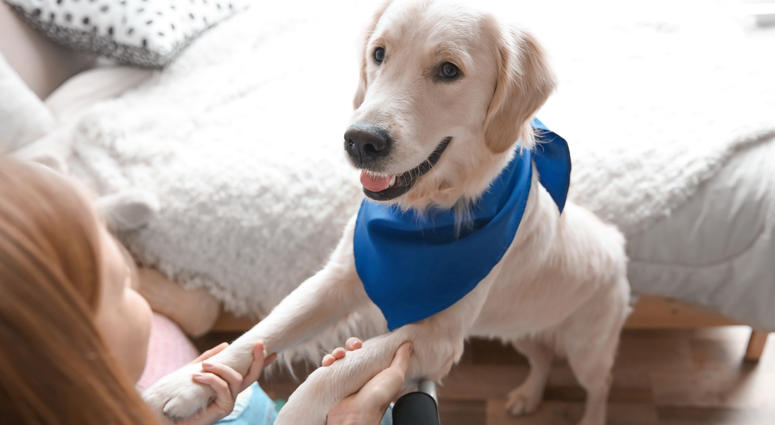Service Dog Service Dog