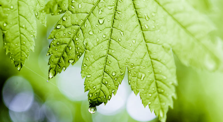 Rain Rain