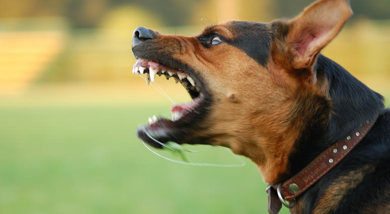 Vicious Dog Vicious Dog