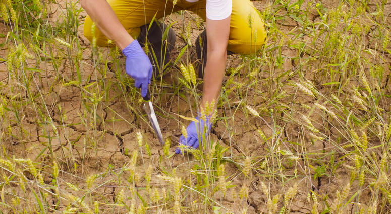 Soil Sample Soil Sample