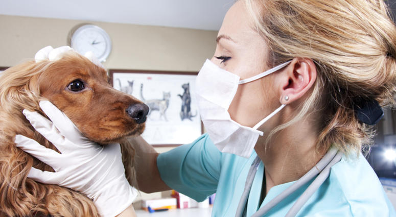 Veterinarian Veterinarian