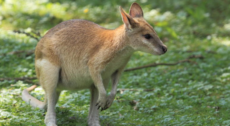 Wallaby Wallaby