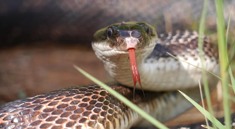 Snake Snake