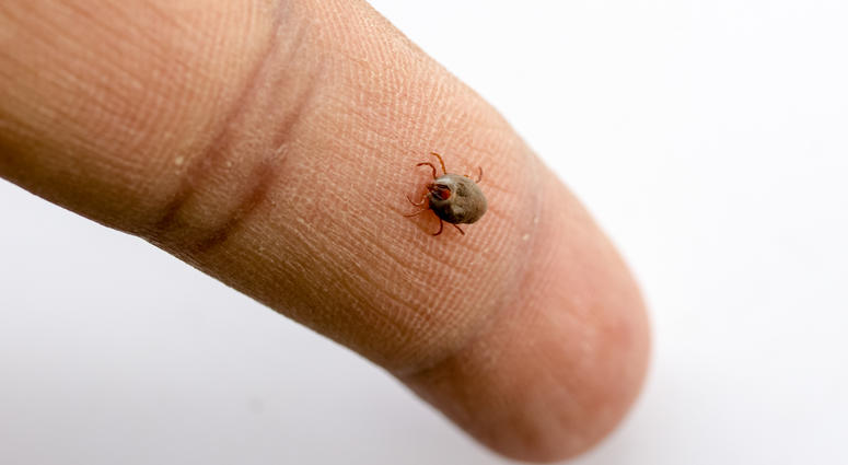 Ticks Ticks