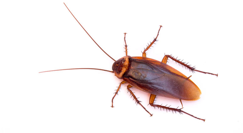 coackroach coackroach