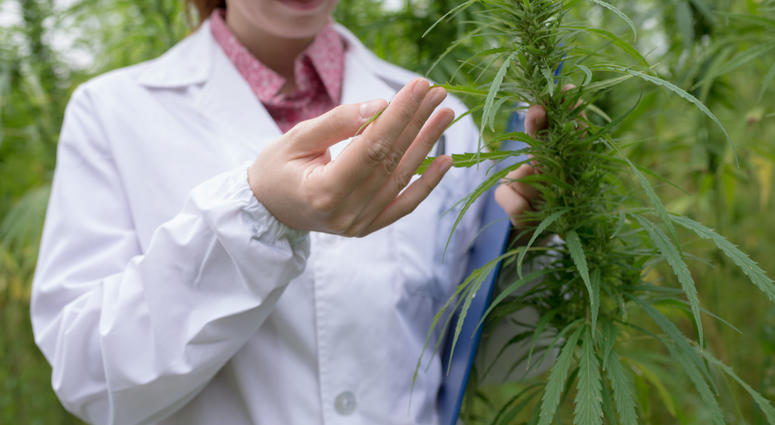 Cannabis, Marijuana Cannabis, Marijuana