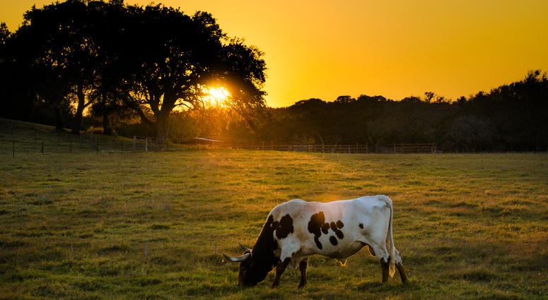 Texas Sunset Texas Sunset