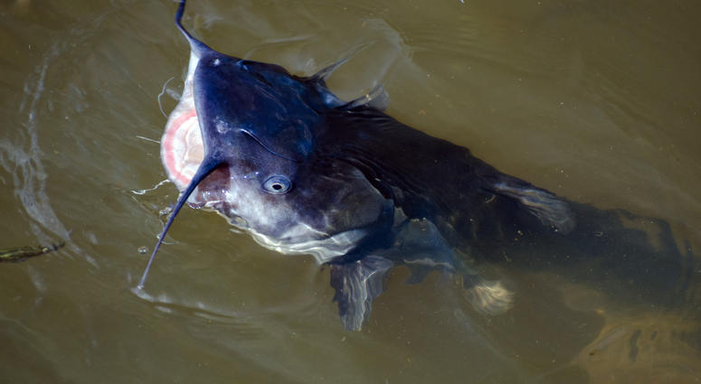 Blue Catfish Blue Catfish