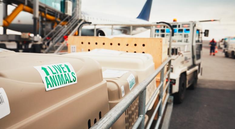Travel, Pets Travel, Pets