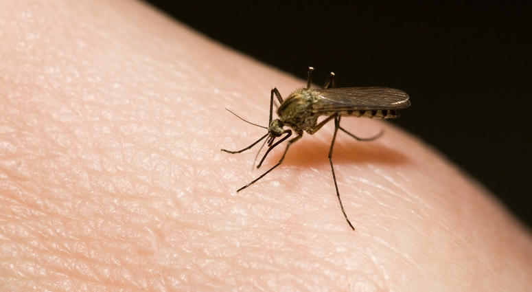 Mosquito Mosquito