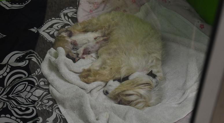 Houston Humane Society