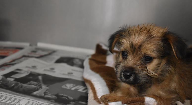 Houston Humane Society