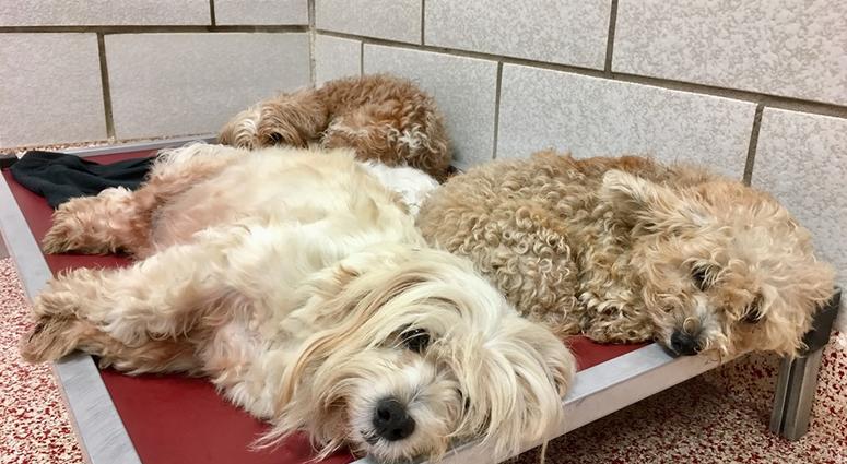 Houston Humane Society