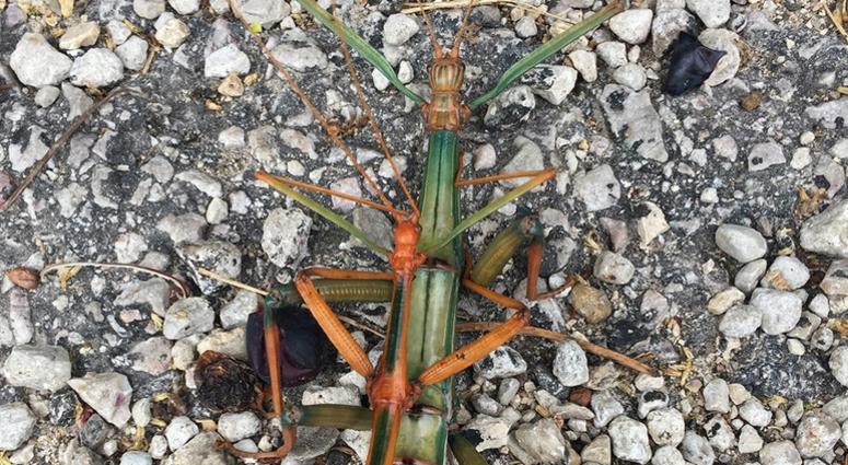 Walking Stick Walking Stick