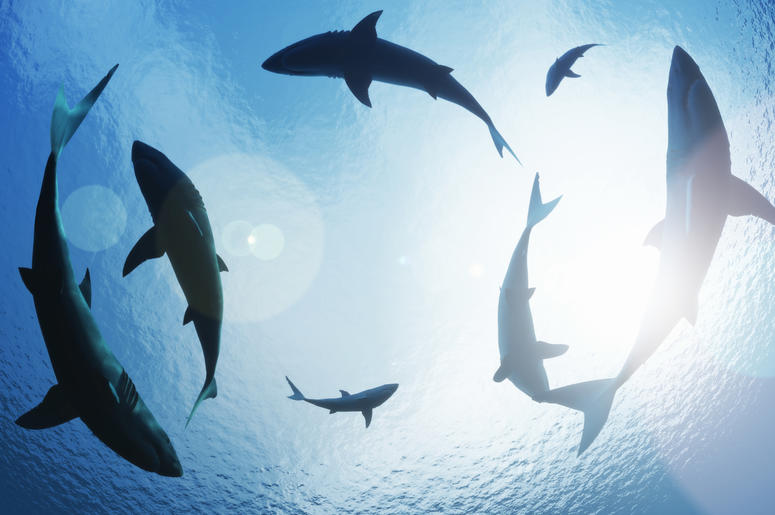 Sharks circling from above