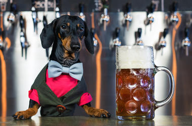 Dog in a bar Dog in a bar