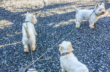 retractable leashes retractable leashes