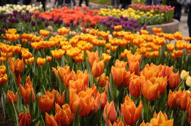 Flower show Flower show