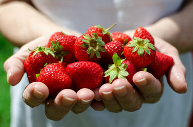Picking strawberries Picking strawberries