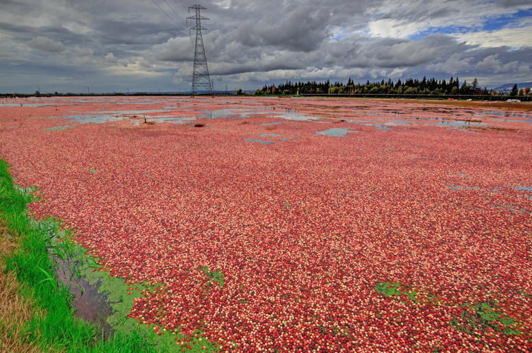 Cranberries Cranberries