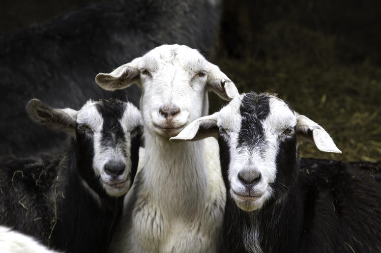 Goats Goats