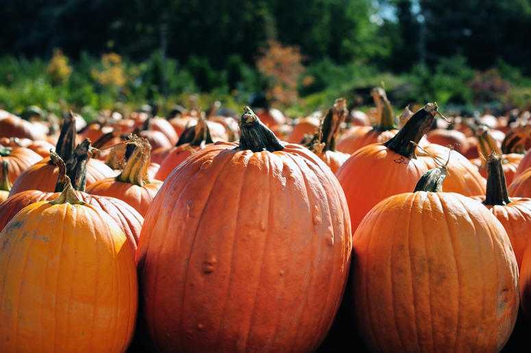 Pumpkin patch Pumpkin patch