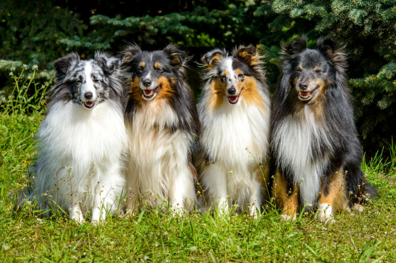 Sheepdogs Sheepdogs