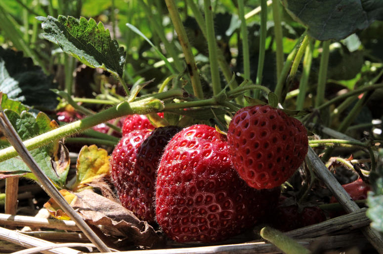 Strawberry patch Strawberry patch
