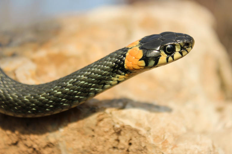snake