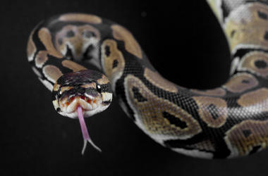 Python Python