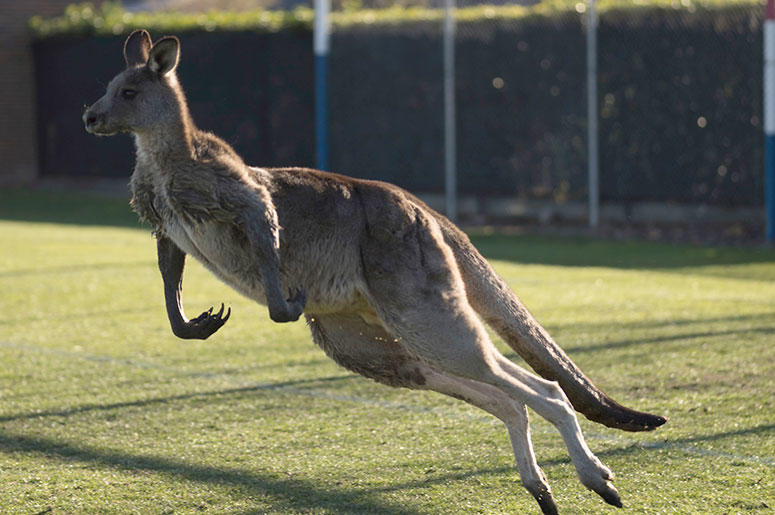 Kangaroo Kangaroo