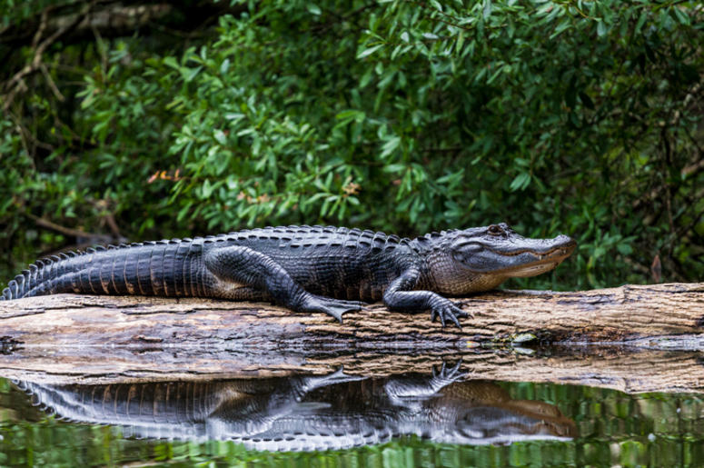 Alligator Alligator