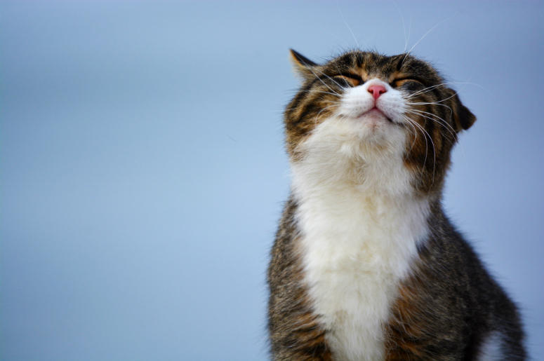 Polish,Academic,Interview,TV,Politics,Cat,Funny,Video,Serious,Jerzy Targalski